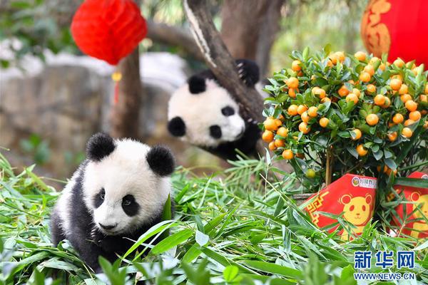 首只在荷兰出生大熊猫“梵星”将于9月回到中国